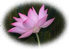 Lotus Flower 